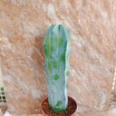 Myrtillocactus geometrizans, 7-10cm