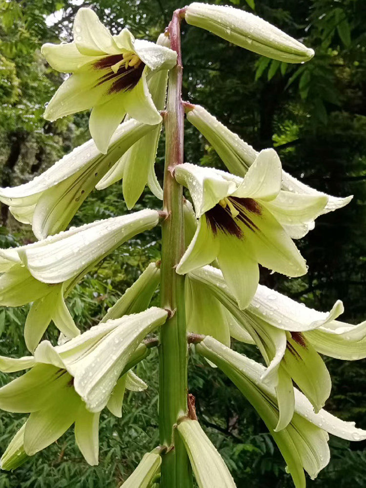 Cardiocrinum giganteum var. yunnanense