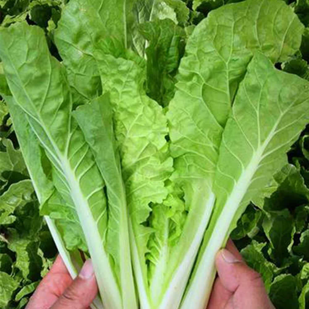 The Four Seasons of Chinese Cabbage Seeds, 5 × 5g Bags