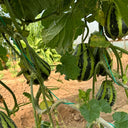Bingtangzi High-Sugar Melon, 30 Seeds