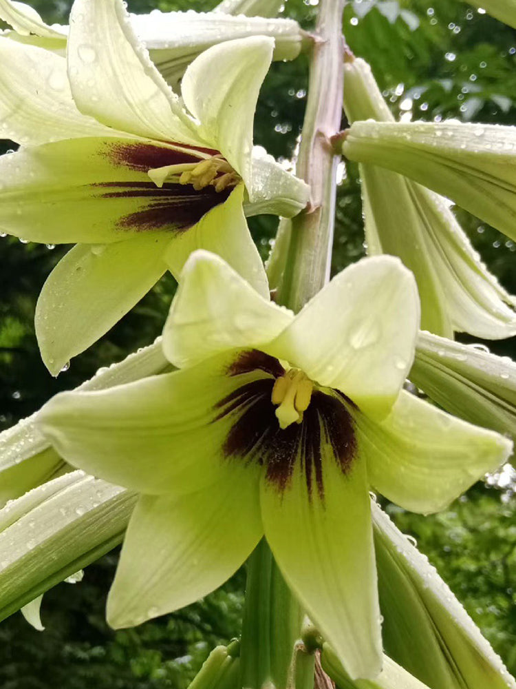 Cardiocrinum giganteum var. yunnanense