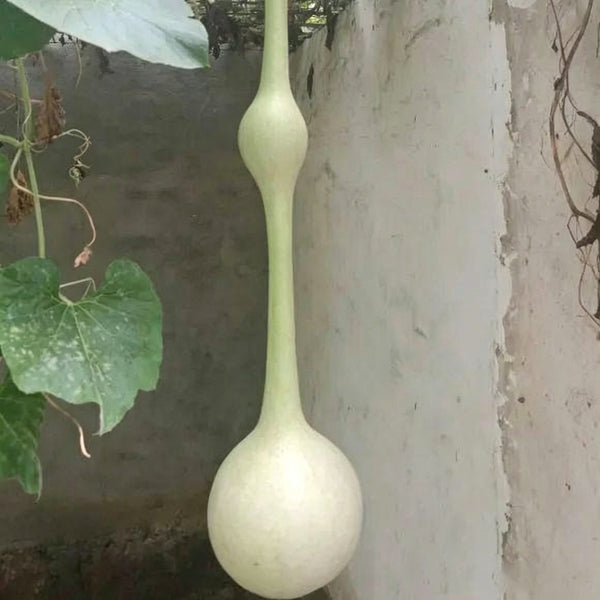 Wild Goose Neck Gourd, 5 Seeds