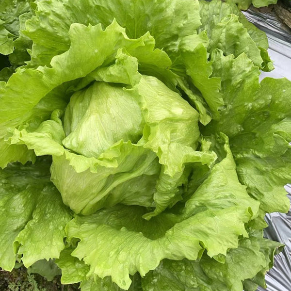 Green Ball Lettuce Seeds, 2g