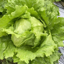Green Ball Lettuce Seeds, 2g