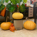 Millstone Bottle Gourd, 5 Seeds