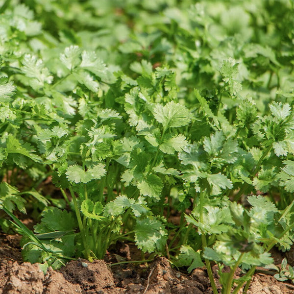 Farmer's Small-Leaf Cilantro Seeds, 50g