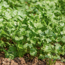 Farmer's Small-Leaf Cilantro Seeds, 50g