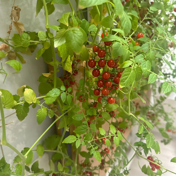 Red Currant Tomato Seeds, 10 Seeds
