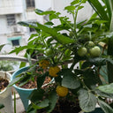 Dwarf Yellow Potted Cherry Tomato, 100 Seeds