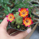 Aylostera 'Karel' Cactus, 2-3cm