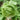 Meilü 103 Crisphead Lettuce, 2000 Seeds