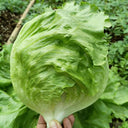 Meilü 103 Crisphead Lettuce, 2000 Seeds