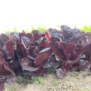 Purple Leaf Romaine Lettuce Seeds, 3g