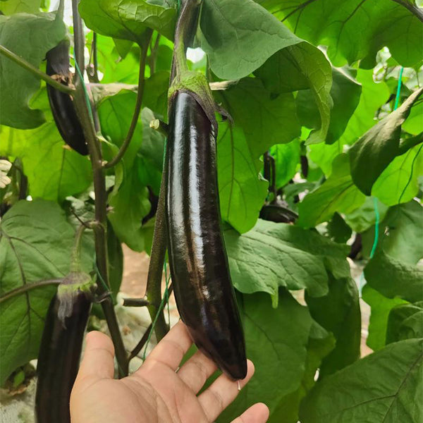 'Yuqie No.5' Eggplant Seeds, 8g