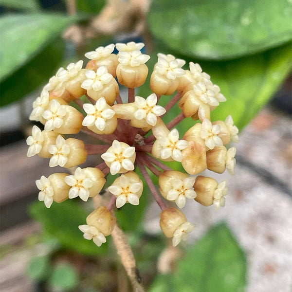 Hoya finlaysonii Narrow Leaf, 4 Cuttings