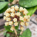 Hoya finlaysonii Narrow Leaf, 4 Cuttings