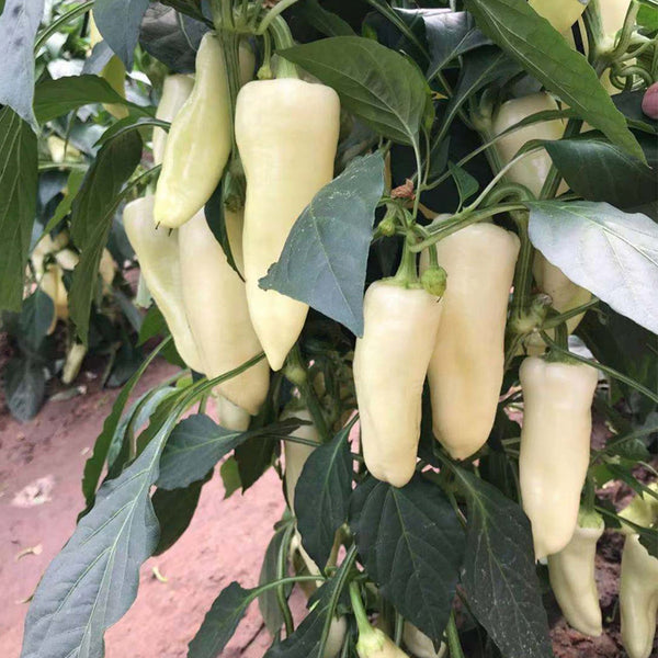Baifumei White Chili Pepper Seeds, 15 Seeds