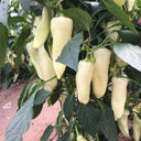 Baifumei White Chili Pepper Seeds, 15 Seeds