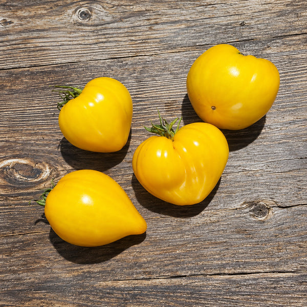 496 Golden Crown Tomato, 5 Seeds