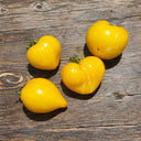 496 Golden Crown Tomato, 5 Seeds