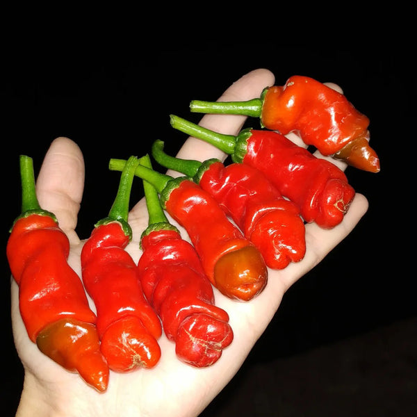 Red Peter Pepper, 10 ~ 20 Seeds