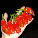 Red Peter Pepper, 10 ~ 20 Seeds