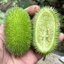 Little Hedgehog Cucumber Seeds, 0.5g