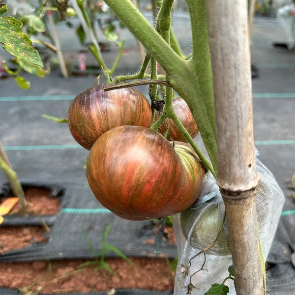Marsha's Starfighter Beefsteak Tomato Seeds, 5 Seeds