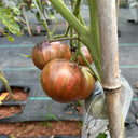 Marsha's Starfighter Beefsteak Tomato Seeds, 5 Seeds