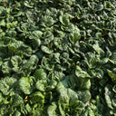 Hong Kong Milky Pak Choi Seeds, 20g