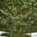 Shouguang Tomato Tree Seeds, 5 Seeds