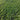 Jinmei 22 Green-stem Pak Choi Seeds, 10g