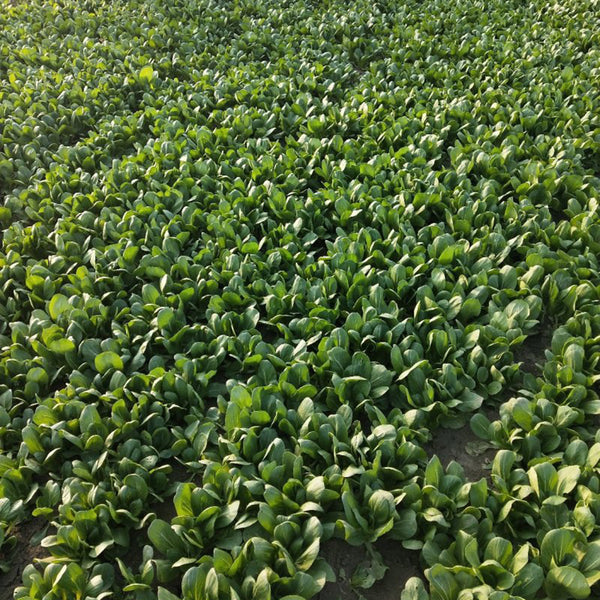 Jinmei 22 Green-stem Pak Choi Seeds, 10g