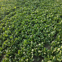 Jinmei 22 Green-stem Pak Choi Seeds, 10g