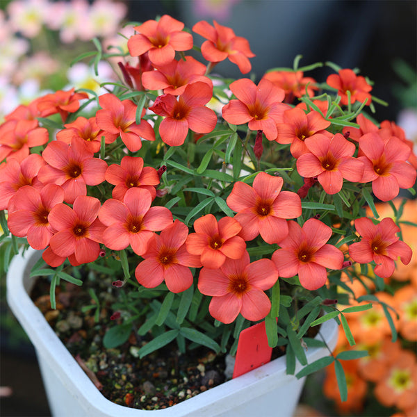 Oxalis 'Red Silk', 1 Bulb