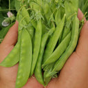 Large-Pod Snow Pea Seeds, 50g