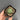 Euphorbia obesa Succulent, 2-3cm