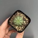 Euphorbia obesa Succulent, 2-3cm