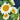 'White Moonlight' Sunflower, 10 Seeds