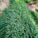 Fairy Green Perennial Ryegrass Seeds, 200g