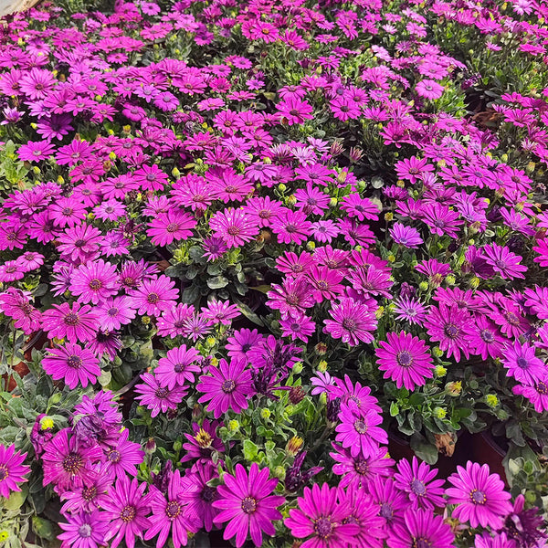 Purplel African Daisy, 50 Seeds