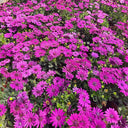 Purplel African Daisy, 50 Seeds