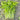 White Bone Yellow Heart Celery Seeds, 5g
