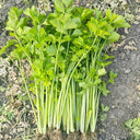 White Bone Yellow Heart Celery Seeds, 5g