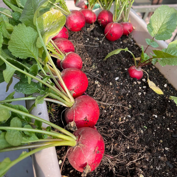 Meiying Cherry Radish Seeds, 5g