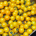934 'Snow White' Cherry Tomato, 5 Seeds