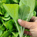 White-Stalked Baby Bok Choy Seeds, 20g