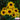 Hezhichun Tall Black-eyed Susan Seeds, 1g