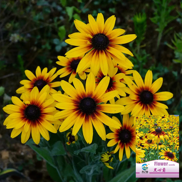 Hezhichun Tall Black-eyed Susan Seeds, 1g