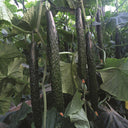 'Holland Spring-Autumn Shiny Pioneer' F1 Cucumber Seeds, 25g